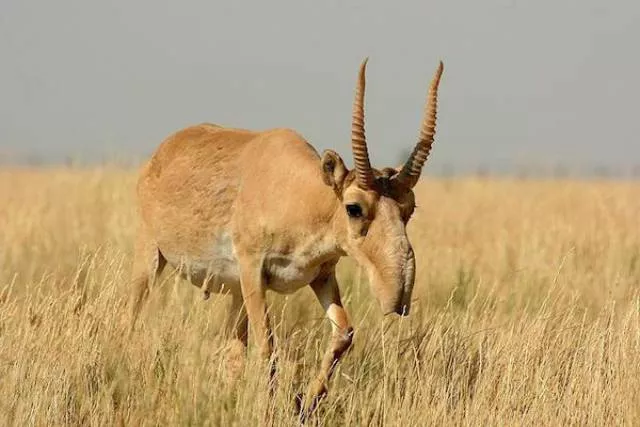 The most unknown funny animals in the world - #3 The most unknown funny animals in the world - #3