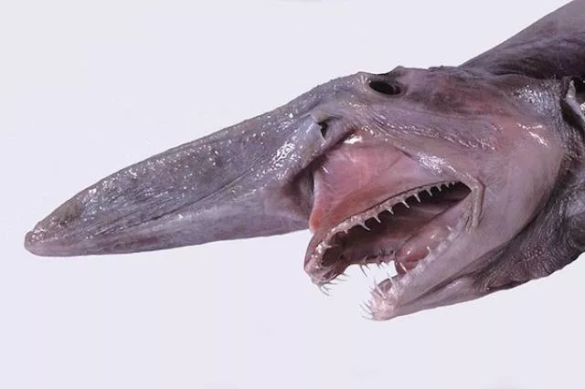 The most unknown funny animals in the world - #4 The most unknown funny animals in the world - #4