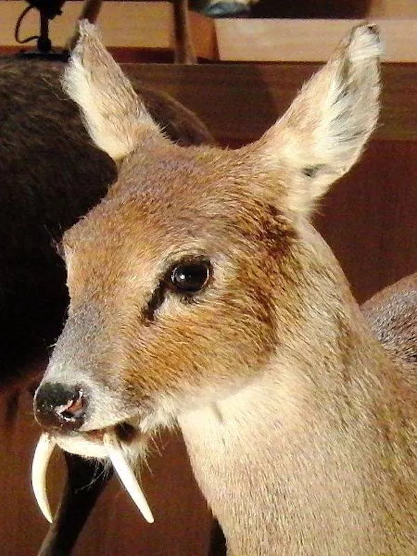 The most unknown funny animals in the world - #5 The most unknown funny animals in the world - #5