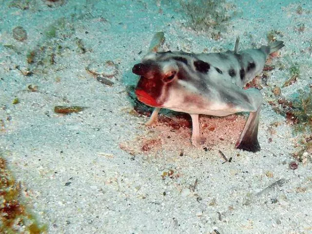 The most unknown funny animals in the world - #6 The most unknown funny animals in the world - #6