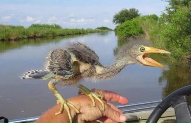 We do not see these things every day - #2 