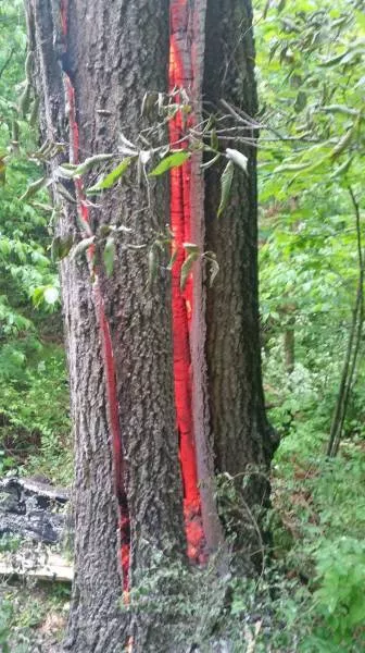 We do not see these things every day - #39 