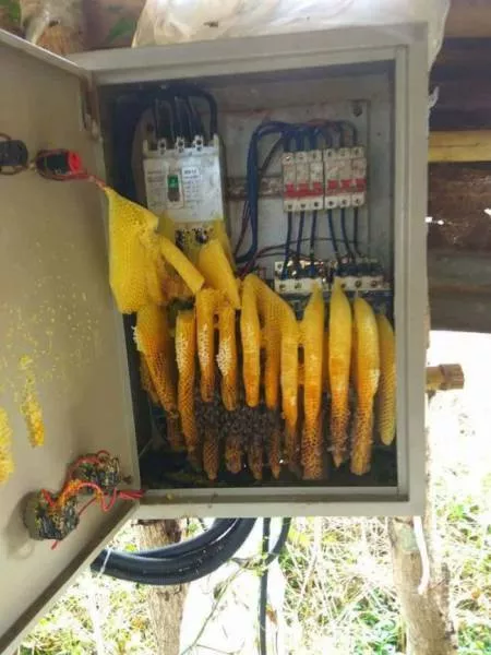 We do not see these things every day - #4 