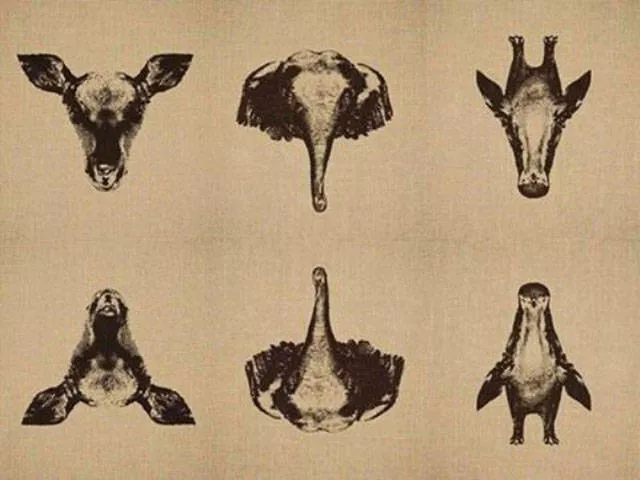 Look twice to understand - #11 