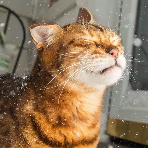 Funny animals vs snow - #10 