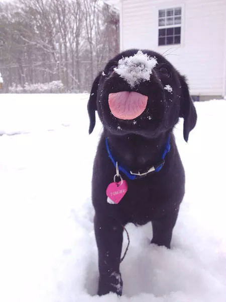 Animaux droles vs neige - #11 