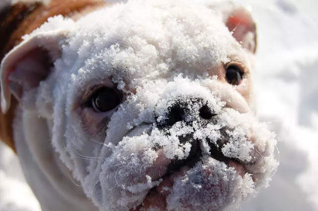 Animaux droles vs neige - #12 