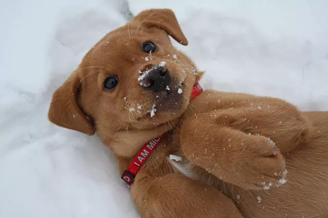 Animaux droles vs neige - #14 