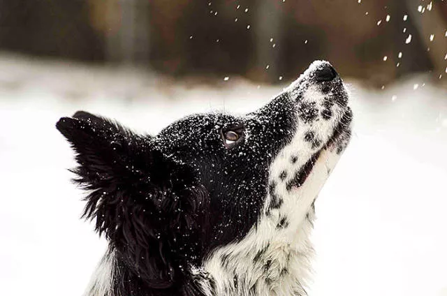 Animaux droles vs neige - #16 