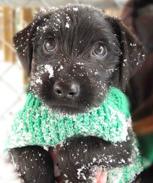 Funny animals vs snow - #17 