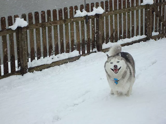 Animaux droles vs neige - #19 