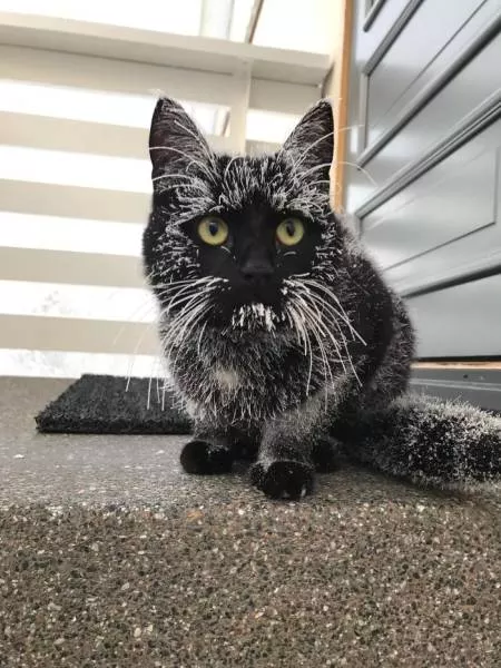 Funny animals vs snow - #2 