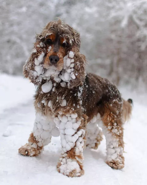 Animaux droles vs neige - #20 