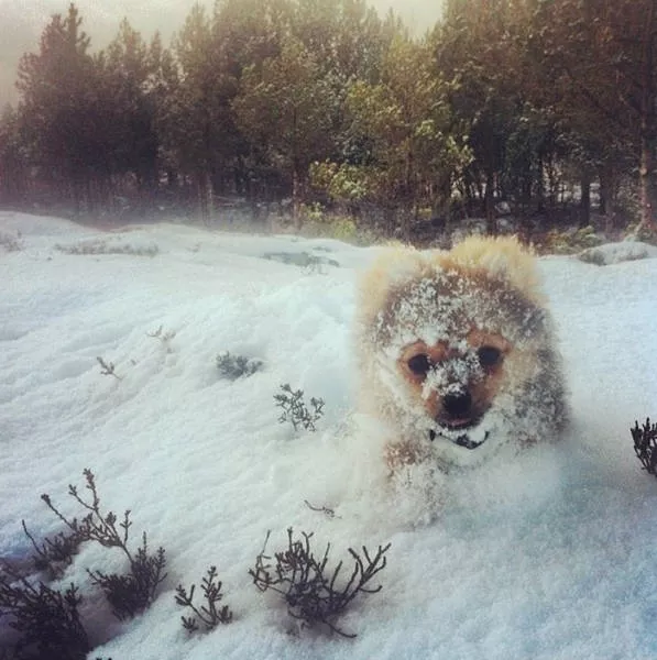Animaux droles vs neige - #21 