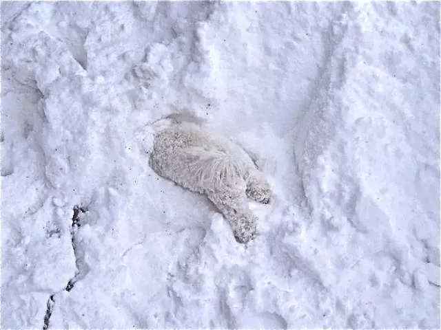 Animaux droles vs neige - #22 