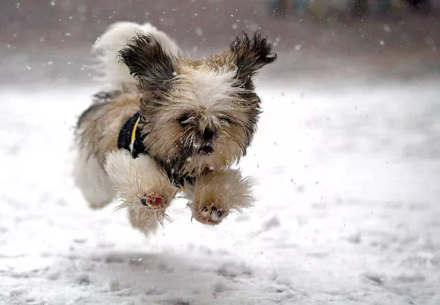 Animaux droles vs neige - #23 