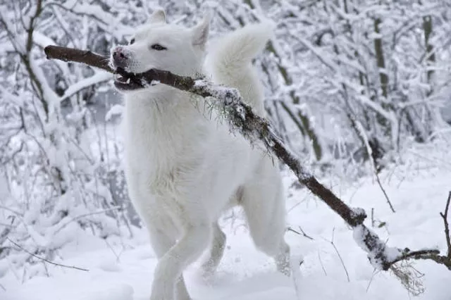 Animaux droles vs neige - #24 