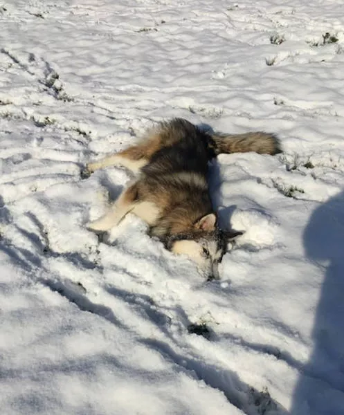 Animaux droles vs neige - #25 