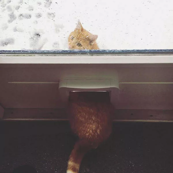 Funny animals vs snow - #26 