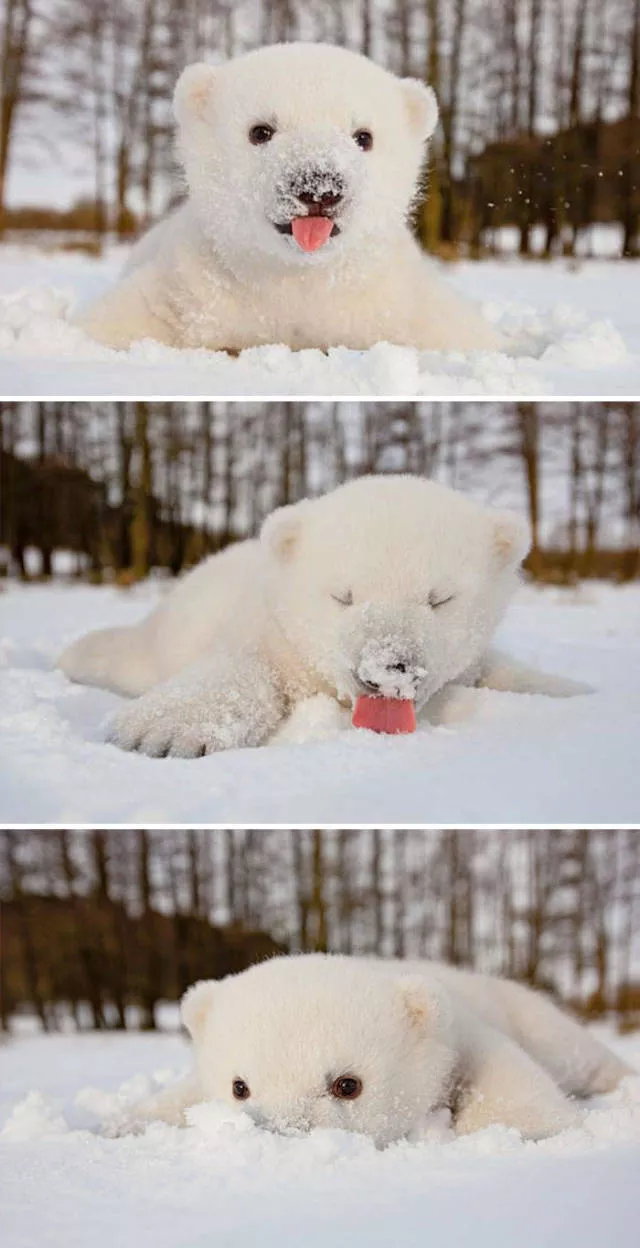 Animaux droles vs neige - #27 