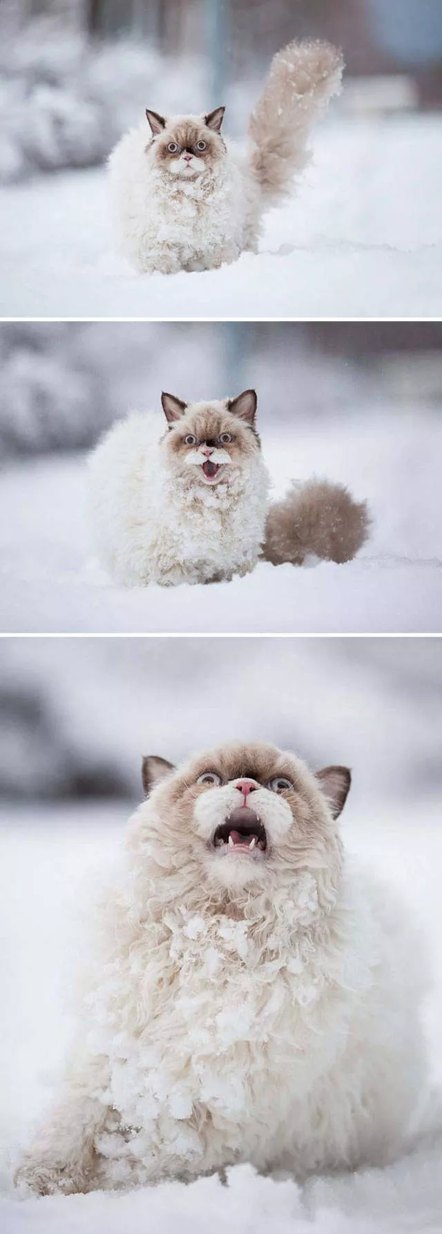 Animaux droles vs neige - #28 