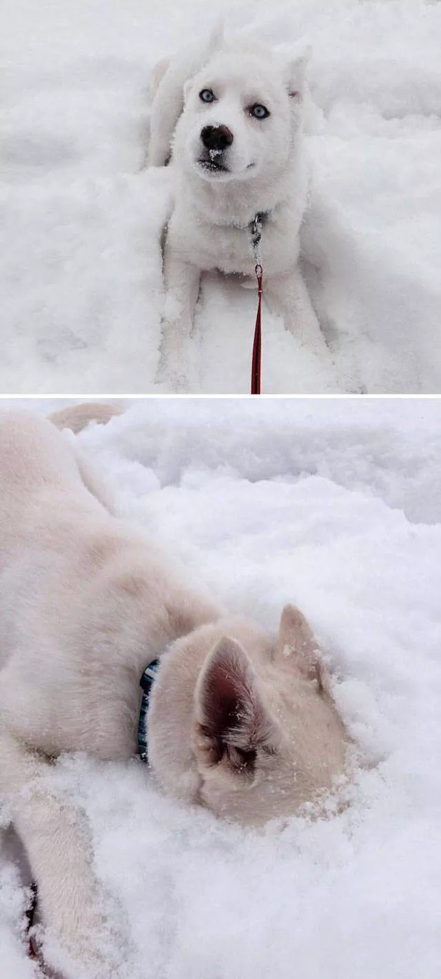 Animaux droles vs neige - #29 