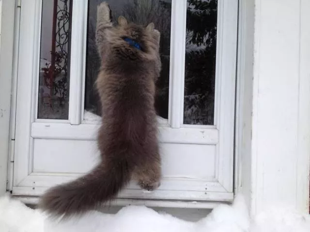 Funny animals vs snow - #3 