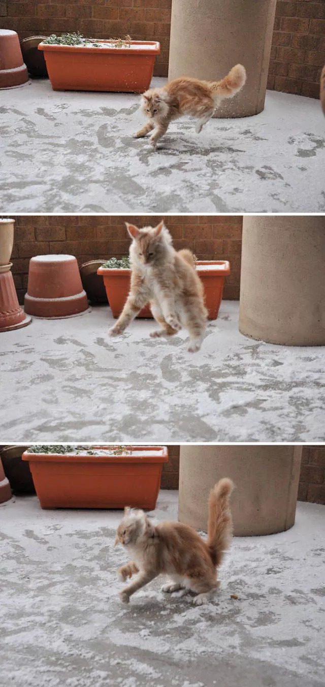 Animaux droles vs neige - #30 