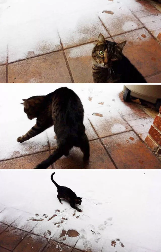 Animaux droles vs neige - #32 