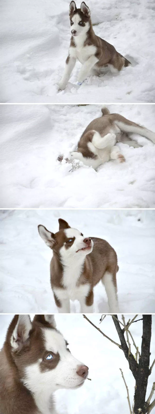 Animaux droles vs neige - #33 