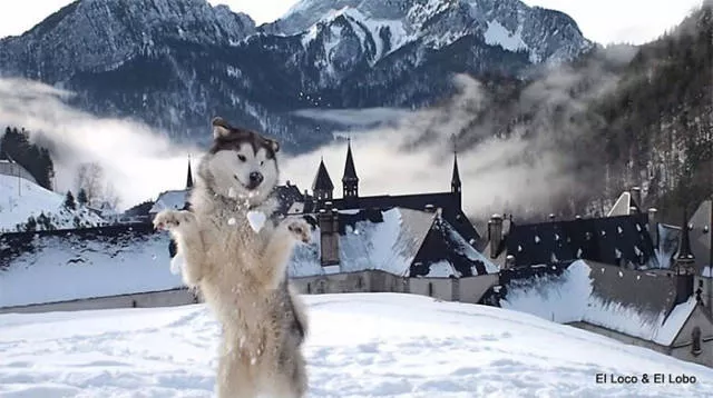 Animaux droles vs neige - #34 