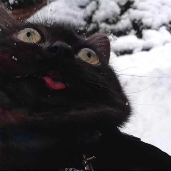Animaux droles vs neige - #35 