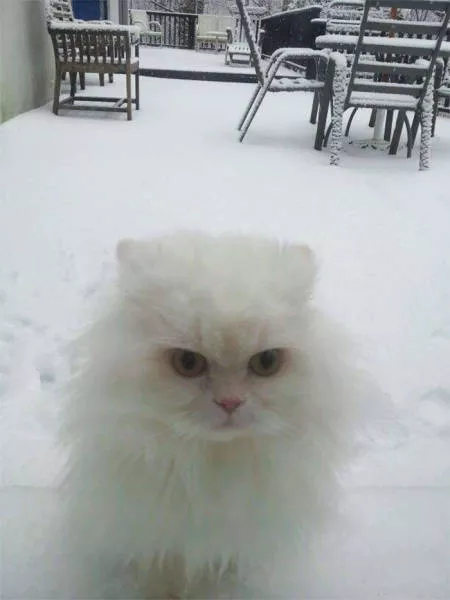 Animaux droles vs neige - #37 