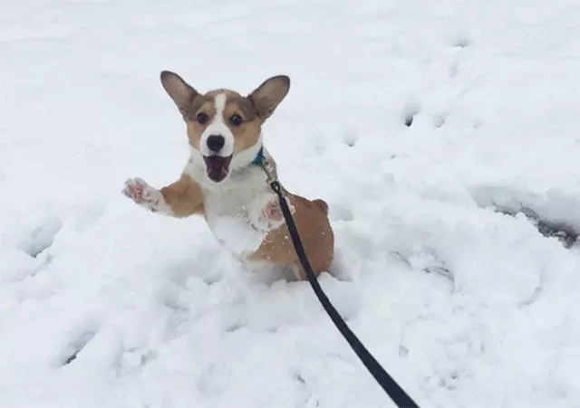Animaux droles vs neige - #38 