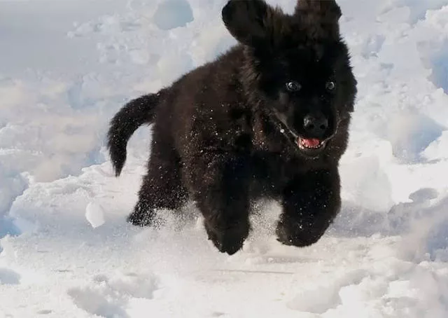 Animaux droles vs neige - #39 