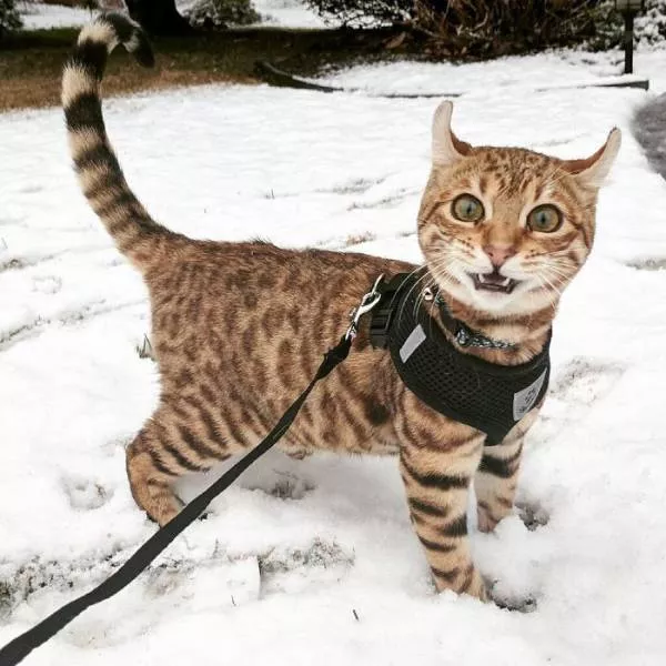 Funny animals vs snow - #4 