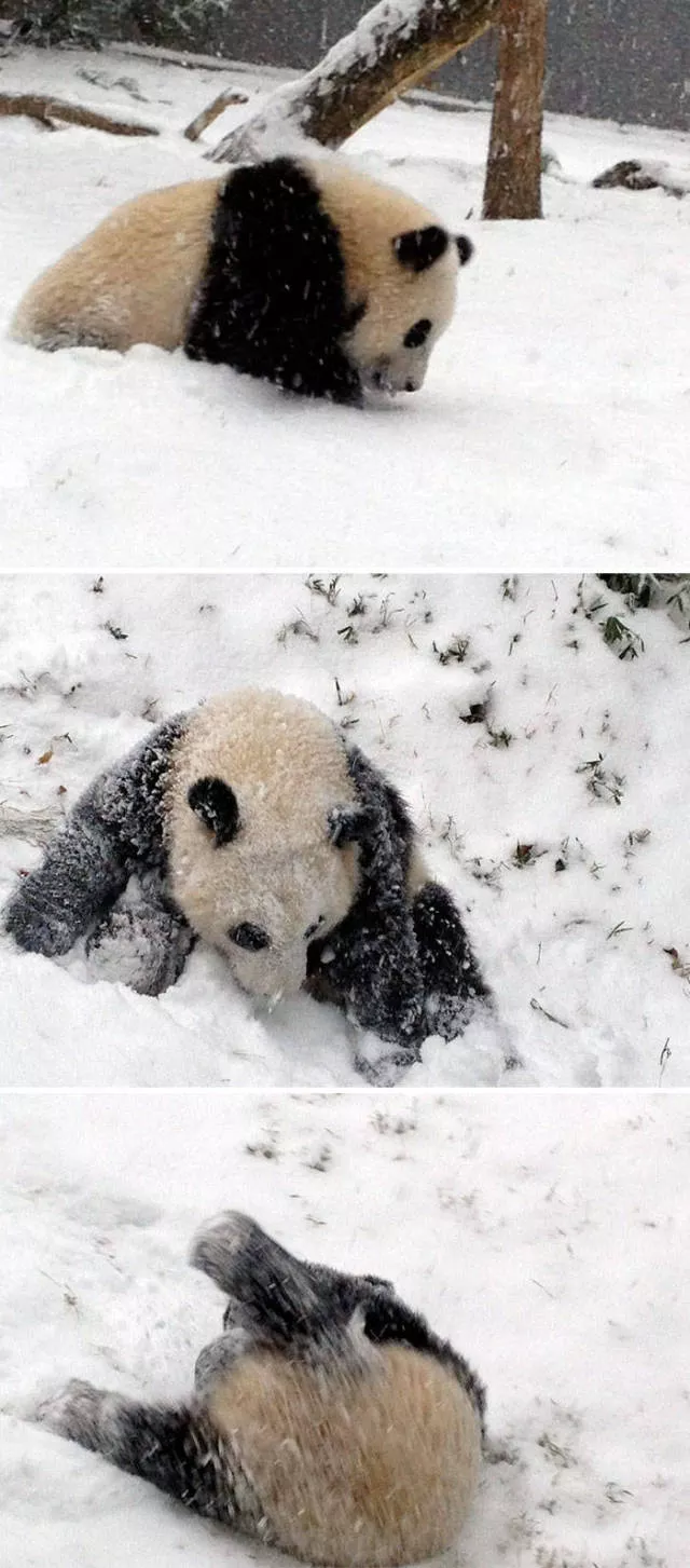 Funny animals vs snow - #40 