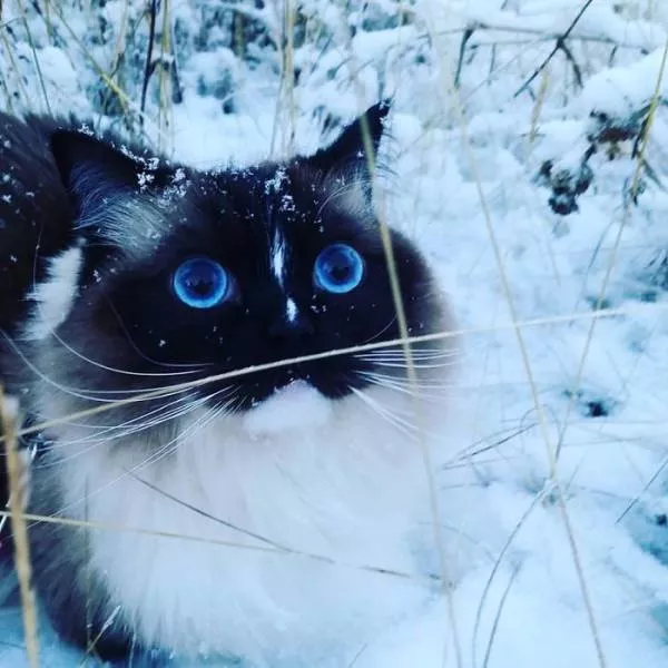 Animaux droles vs neige - #6 