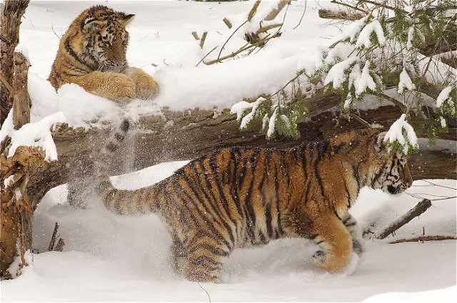 Funny animals vs snow - #8 