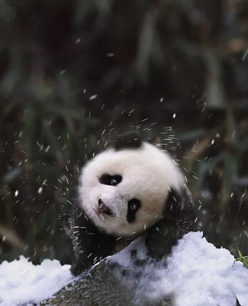 Animaux droles vs neige - #9 