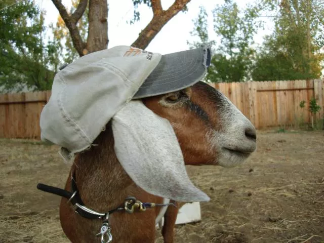 Picdump 231 - #35 