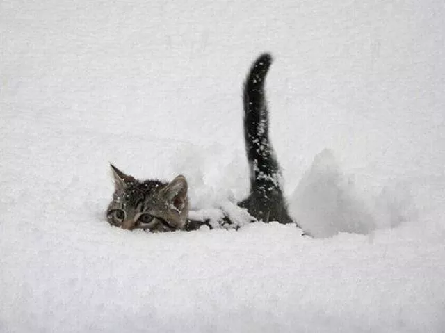 Picdump 231 - #43 