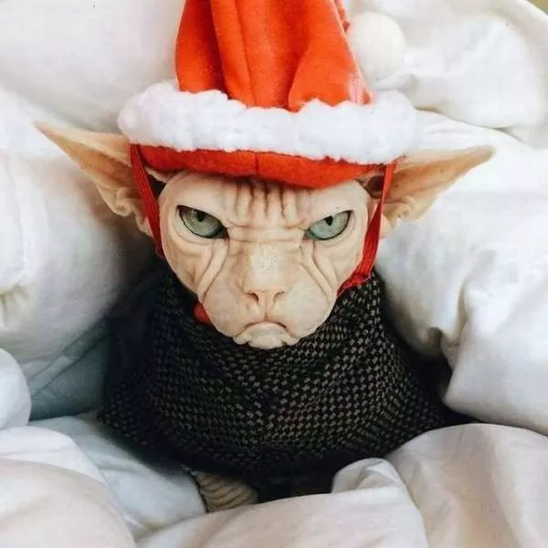 Picdump 233 - #12 