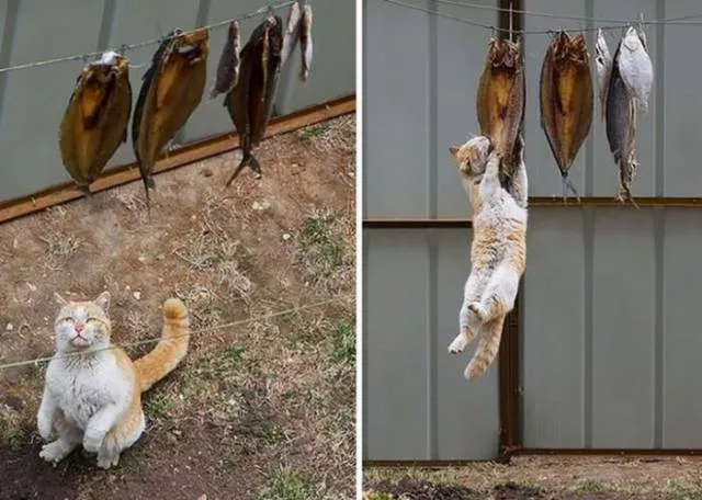 Picdump 233 - #77 