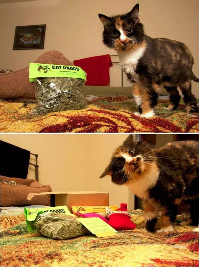 Picdump 233 - #89 