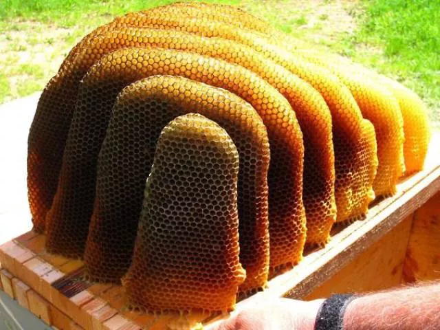 The perfect foods - #16 