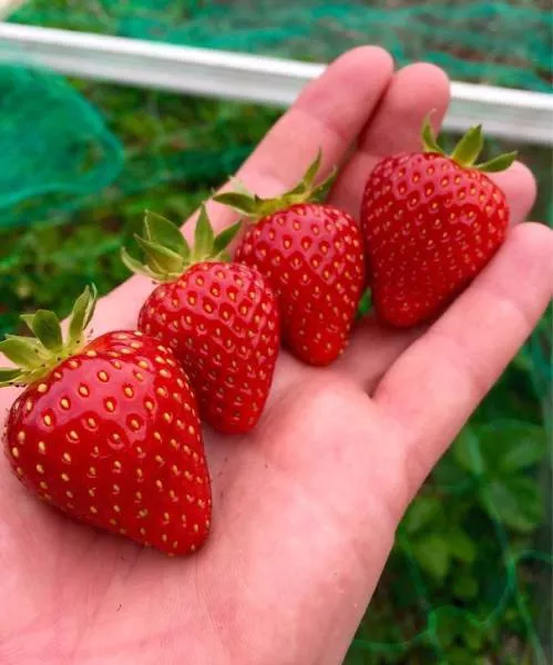 The perfect foods - #35 