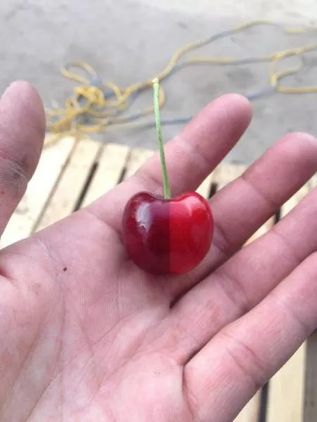 The perfect foods - #8 