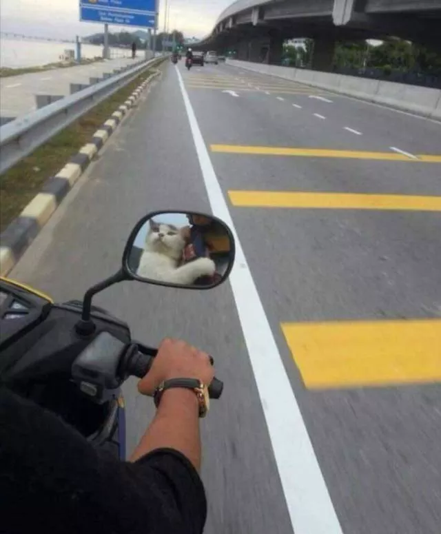 Picdump 234 - #25 