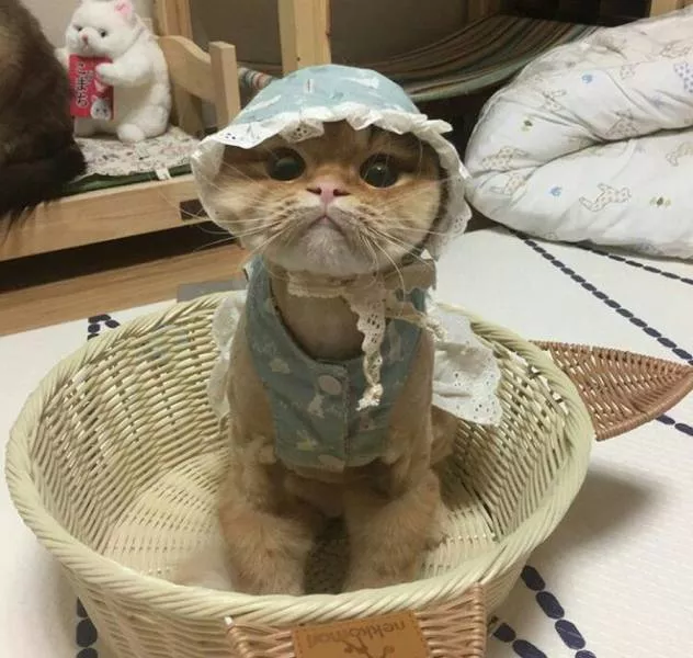 Picdump 239 - #54 
